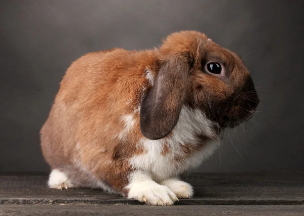 Кролик з лопатевим вухом на сірому фоні — стокове фото