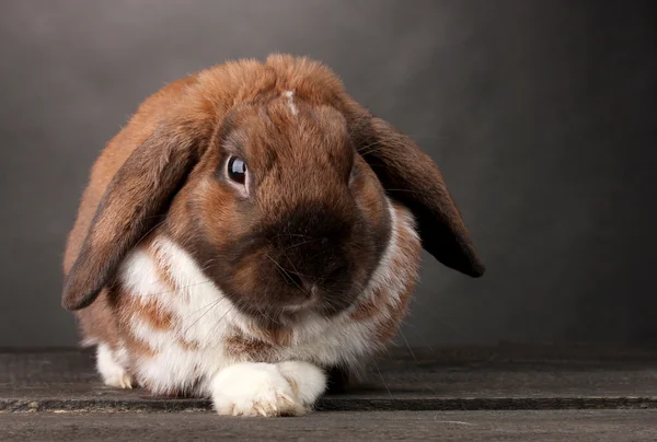 灰色の背景上のスコティッシュフォールドのウサギ — ストック写真