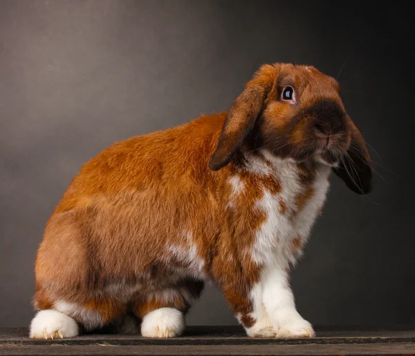 Coniglio dalle orecchie a luppolo su sfondo grigio — Foto Stock