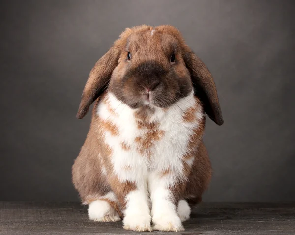 Zběsilého útoku králík na šedém pozadí — Stock fotografie