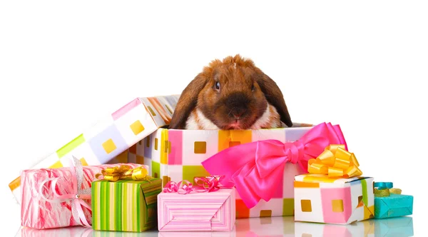 Lop-Eared tavşan üzerinde beyaz izole pembe fiyonklu hediye kutusu — Stok fotoğraf