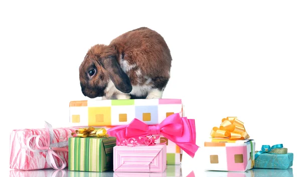 Coniglio dalle orecchie a luppolo con scatole regalo isolate su bianco — Foto Stock