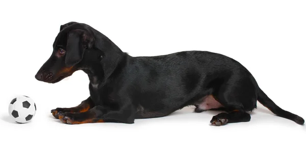 Czarny jamnik pies mały i piłka na białym tle — Zdjęcie stockowe
