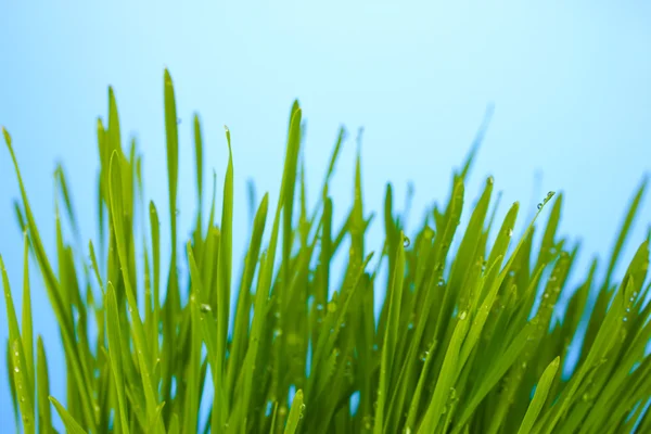Césped verde en primer plano dackground azul —  Fotos de Stock