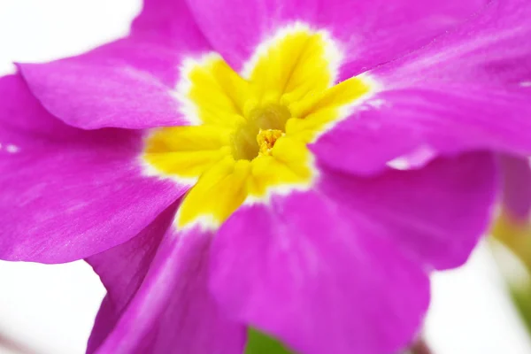 Красивая фиолетовая первоцвет близко — стоковое фото