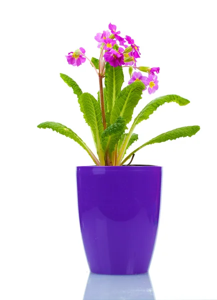 Belle onagre violette dans un pot isolé sur blanc — Photo