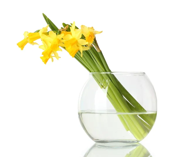 Hermosos narcisos amarillos en jarrón transparente aislado en blanco —  Fotos de Stock