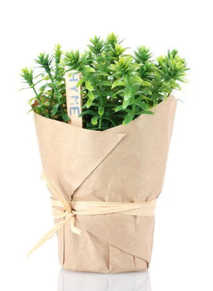 Tomilho planta erva em vaso com bela decoração de papel isolado no branco — Fotografia de Stock
