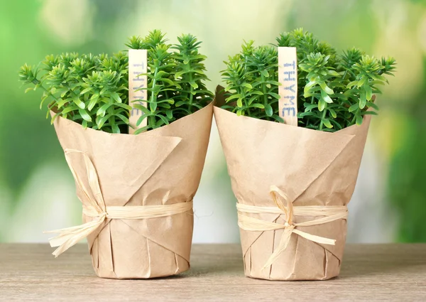 Plantas de erva de tomilho em vasos com bela decoração de papel na mesa de madeira no fundo verde — Fotografia de Stock