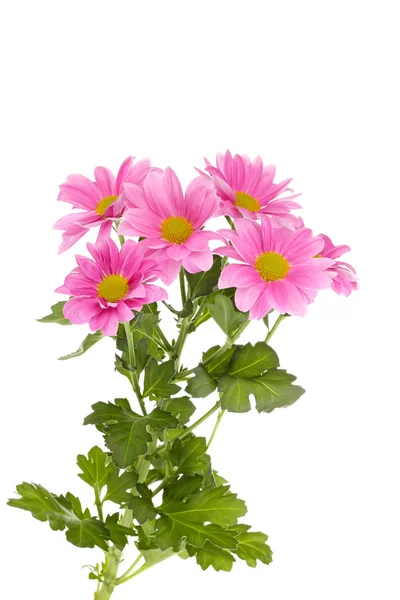 Pink chrysanthemum flowers isolated on white — Stock Photo, Image