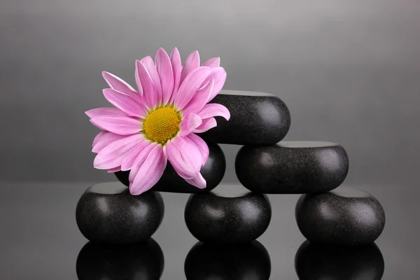 Spa stones and flower on grey background — Stock Photo, Image