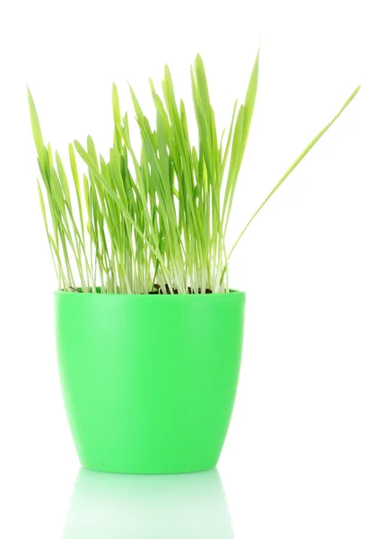 Bela grama em um vaso isolado em branco — Fotografia de Stock