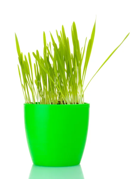 Beautiful grass in a flowerpot isolated on white — Stock Photo, Image