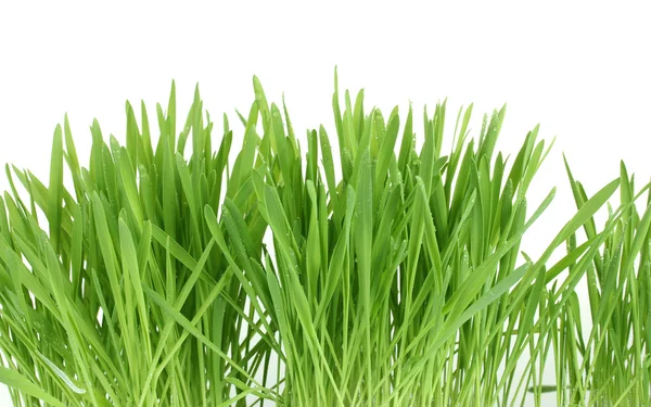 Krásné zelené trávy isolted na bílém pozadí — Stock fotografie