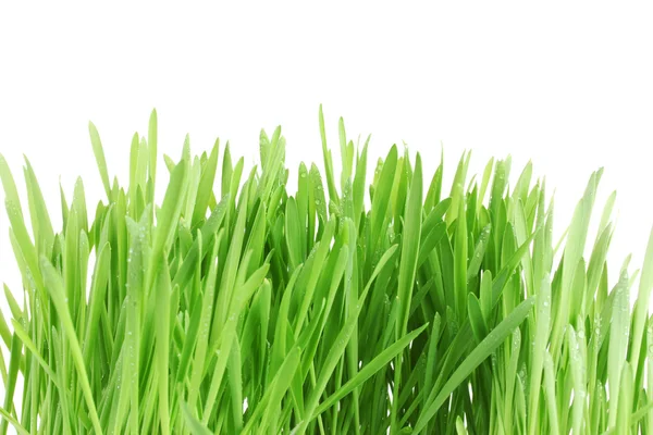 美丽的绿草上白 isolted — 图库照片