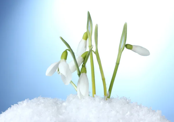 Beautiful snowdrops in snow on blue background — Stock Photo, Image