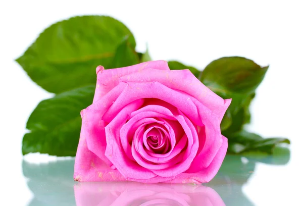 Schöne rosa Rose isoliert auf weiß — Stockfoto