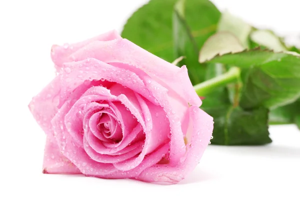 Όμορφο ροζ τριαντάφυλλο απομονωμένο σε λευκό — Φωτογραφία Αρχείου