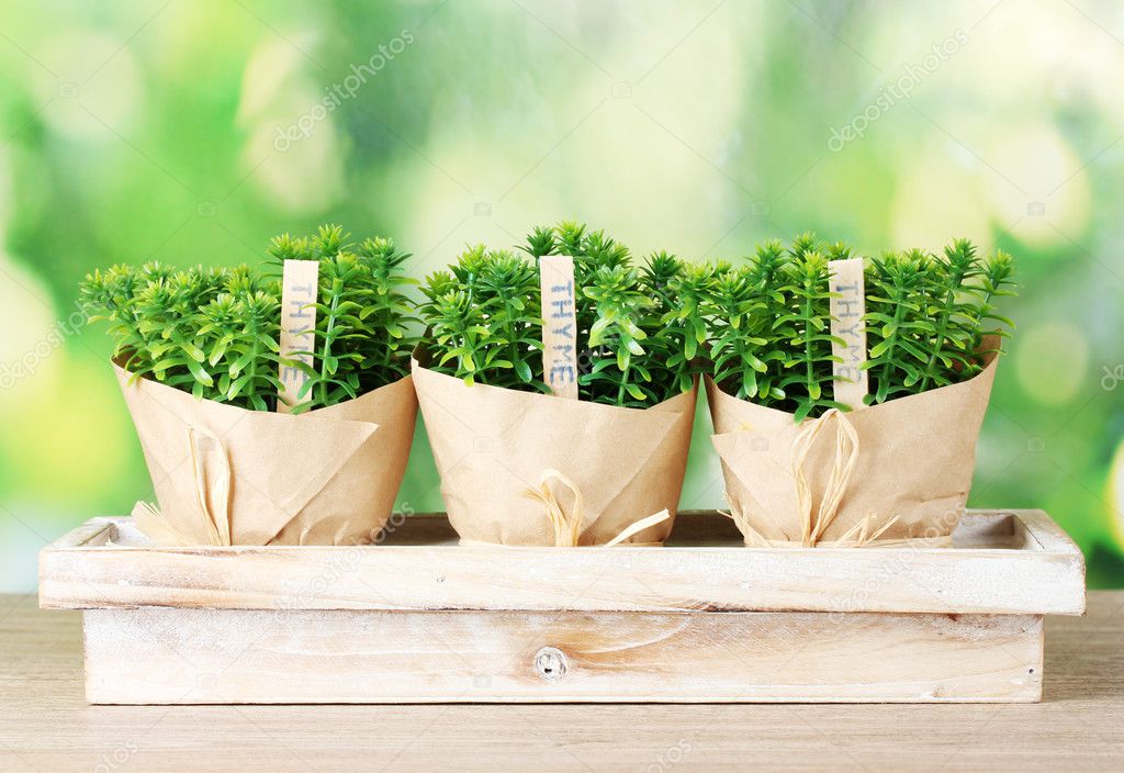 Thyme herb plants in pots with beautiful paper decor on wooden stand on green background