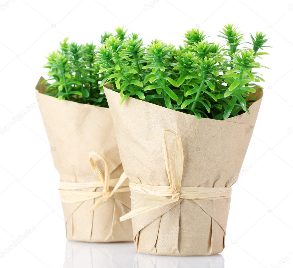 Thyme herb plants in pots with beautiful paper decor isolated on white