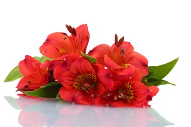 beyaz izole alstroemeria kırmızı çiçekler