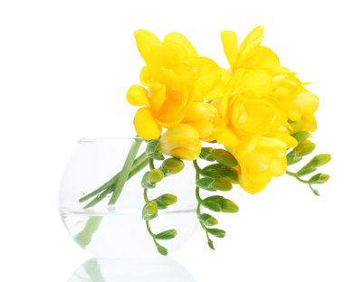 Beautiful yellow freesias in vase isolated on white clipart