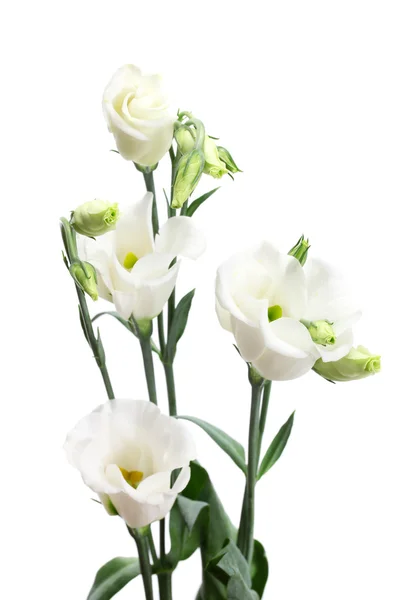 白色上隔绝的美丽春天的花朵 — 图库照片