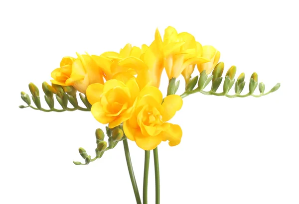Hermosas freesias amarillas aisladas en blanco —  Fotos de Stock