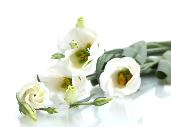 Piękne wiosenne kwiaty na białym tle — Zdjęcie stockowe