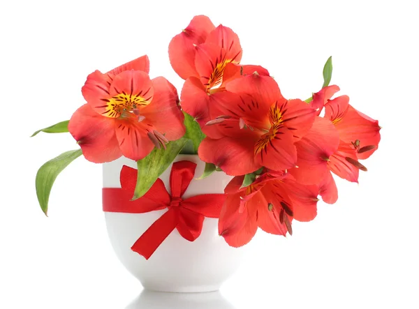 Alstremeria czerwone kwiaty w wazonie na białym tle — Zdjęcie stockowe