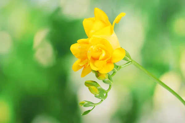 녹색 배경에 아름 다운 노란 프리 지아 — 스톡 사진