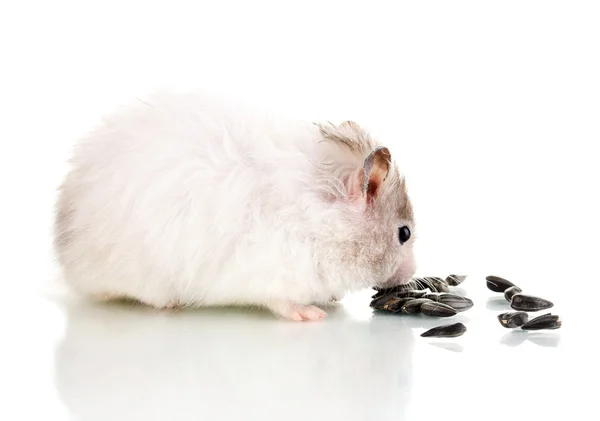 Søt hamster som spiser solsikkefrø, isolert hvit – stockfoto