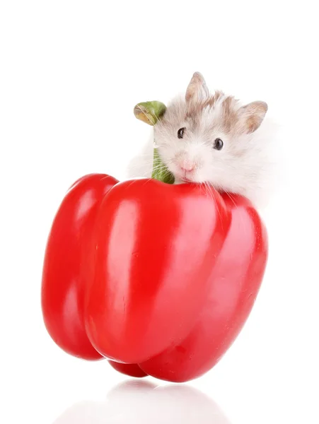 Cute hamster and pepper salad isolated white — Stock Photo, Image