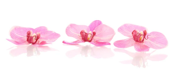 Красивые цветы орхидеи изолированы на белом — стоковое фото
