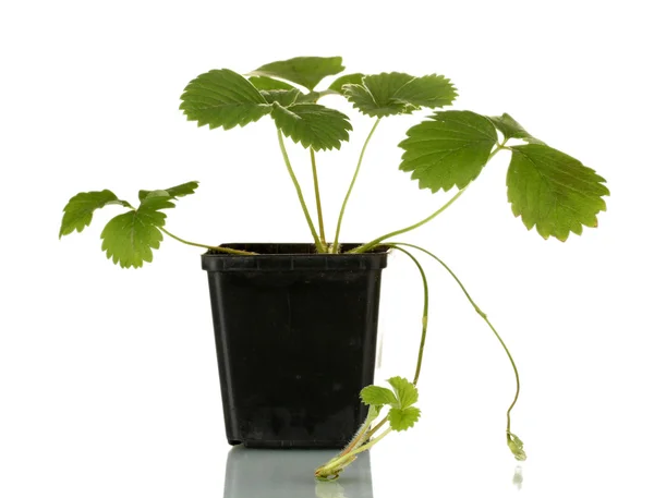 Arbusto de morango em vaso isolado em branco — Fotografia de Stock