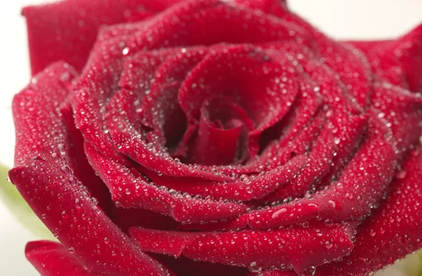 玫瑰和雏菊特写的花束 — 图库照片