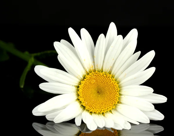 Delicate daisy geïsoleerd op zwarte achtergrond close-up — Stockfoto