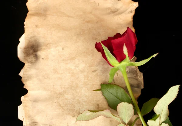Rosa roja sobre pergamino sobre fondo negro de cerca —  Fotos de Stock