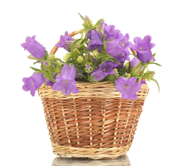 Flores de campana azul en cesta aislada en blanco —  Fotos de Stock