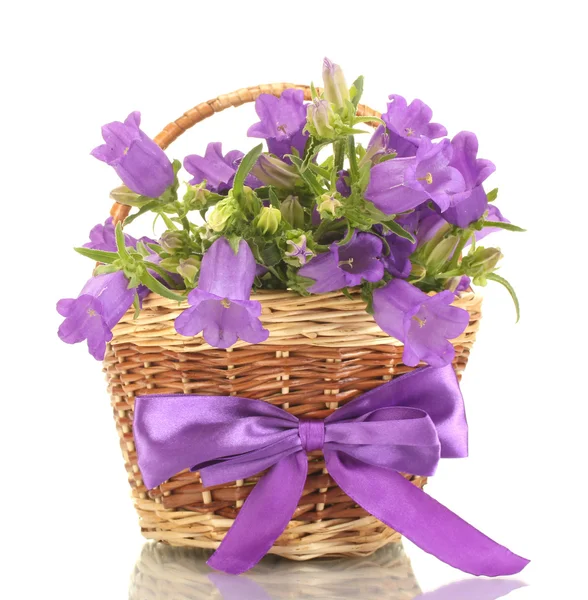 Blue bell květiny v košíku izolovaných na bílém — Stock fotografie