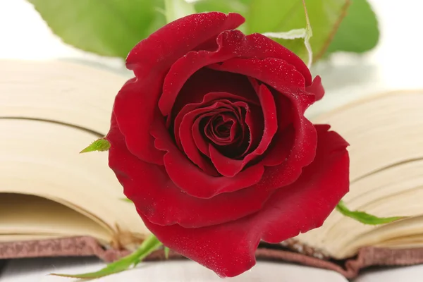 stock image A bright red rose on the open book close-up