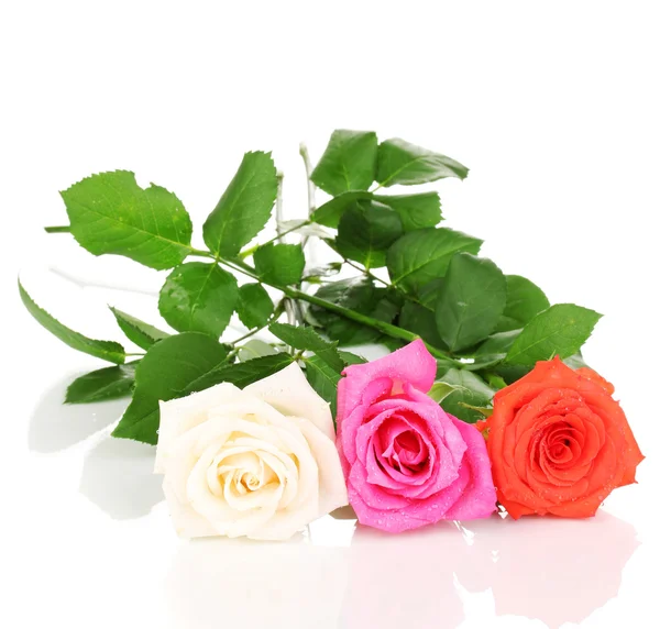 Belle rose isolate su bianco — Foto Stock