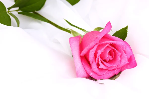 Piękna róża na białym obrusem — Zdjęcie stockowe