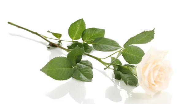 Hermosa rosa aislada en blanco —  Fotos de Stock