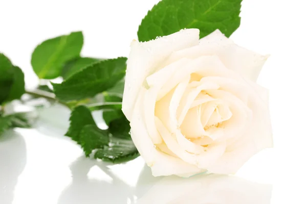 美丽的玫瑰在白色上被隔离 — 图库照片