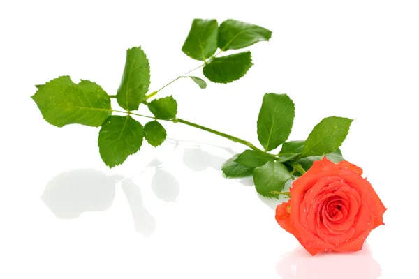 Bela rosa isolada em branco — Fotografia de Stock