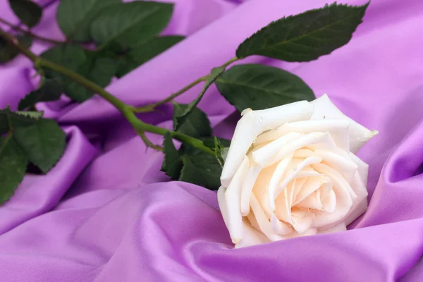 Hermosa rosa sobre tela lila —  Fotos de Stock
