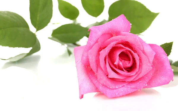 Piękna róża odizolowana na białym — Zdjęcie stockowe