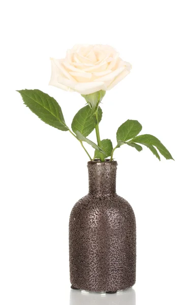 Beautiful rose in vase isolated on white — Stock Photo, Image