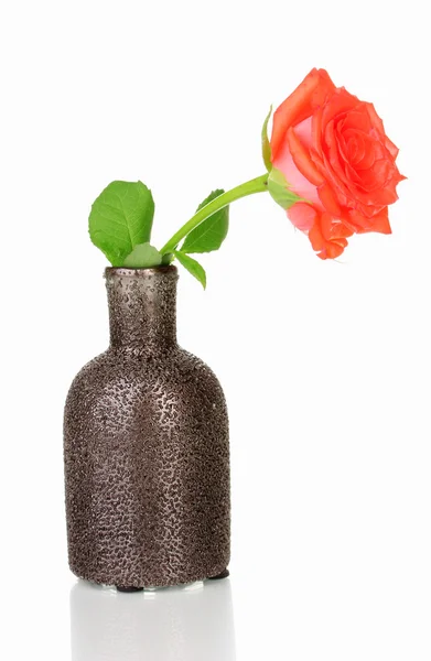 Mooie roos in een vaas geïsoleerd op wit — Stockfoto